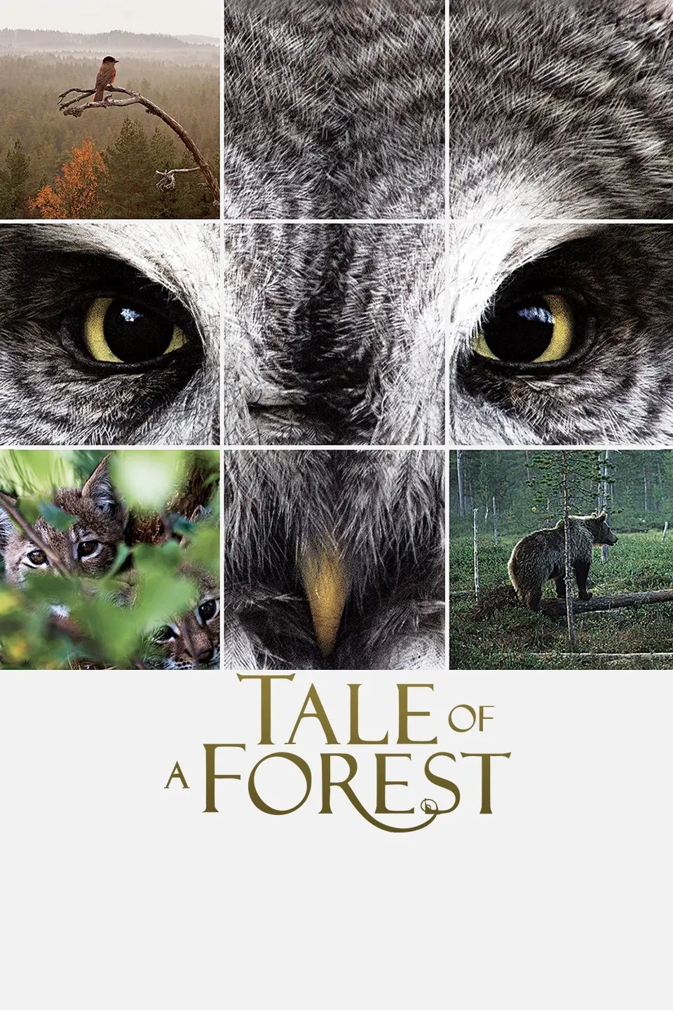 森之传说：魔法与自然的绝美交响，守护森林的少女，一场奇幻的治愈之旅