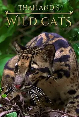《泰国野生猫科》：探索热带雨林的神秘生物，一部关于生存与自然的纪录片杰作
