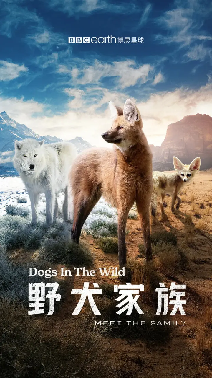 《野犬家族》：你见过这么“野”的家庭吗？颠覆三观！